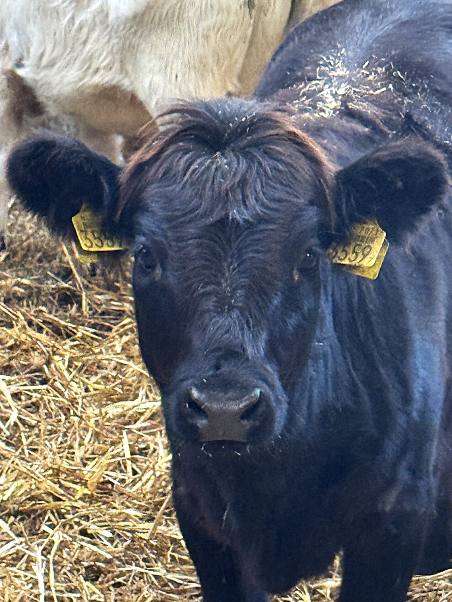 Yara 3559