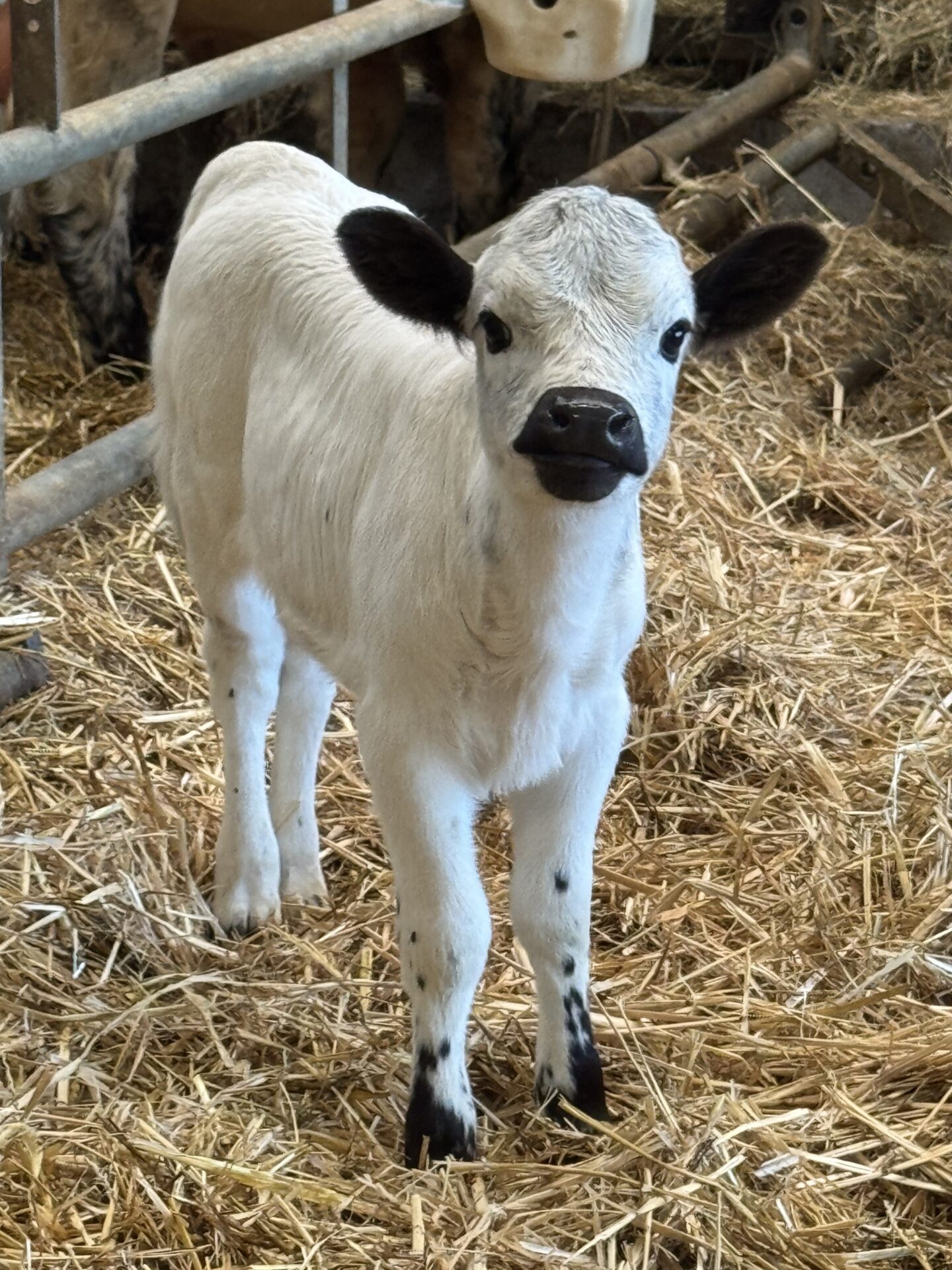 Lilah 3576 - Afbeelding 2