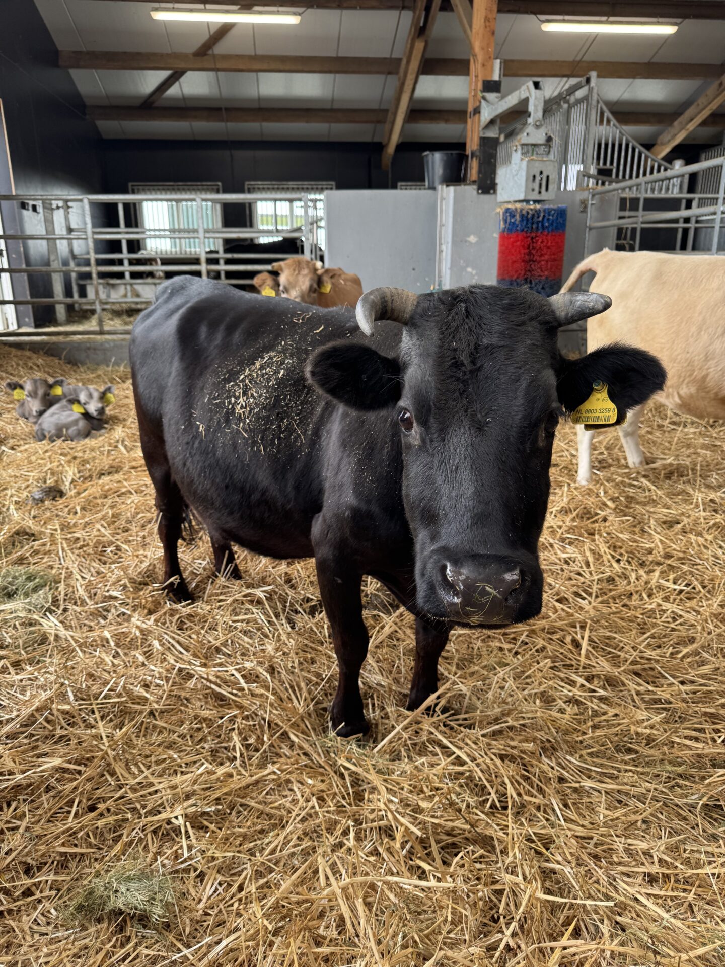 Bente 3259 - Afbeelding 3