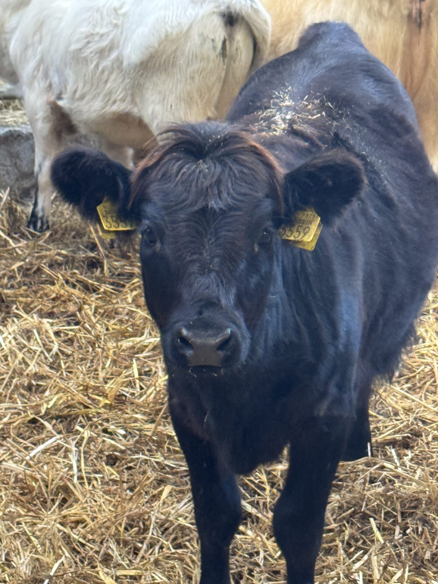 Yara 3559 - Afbeelding 3