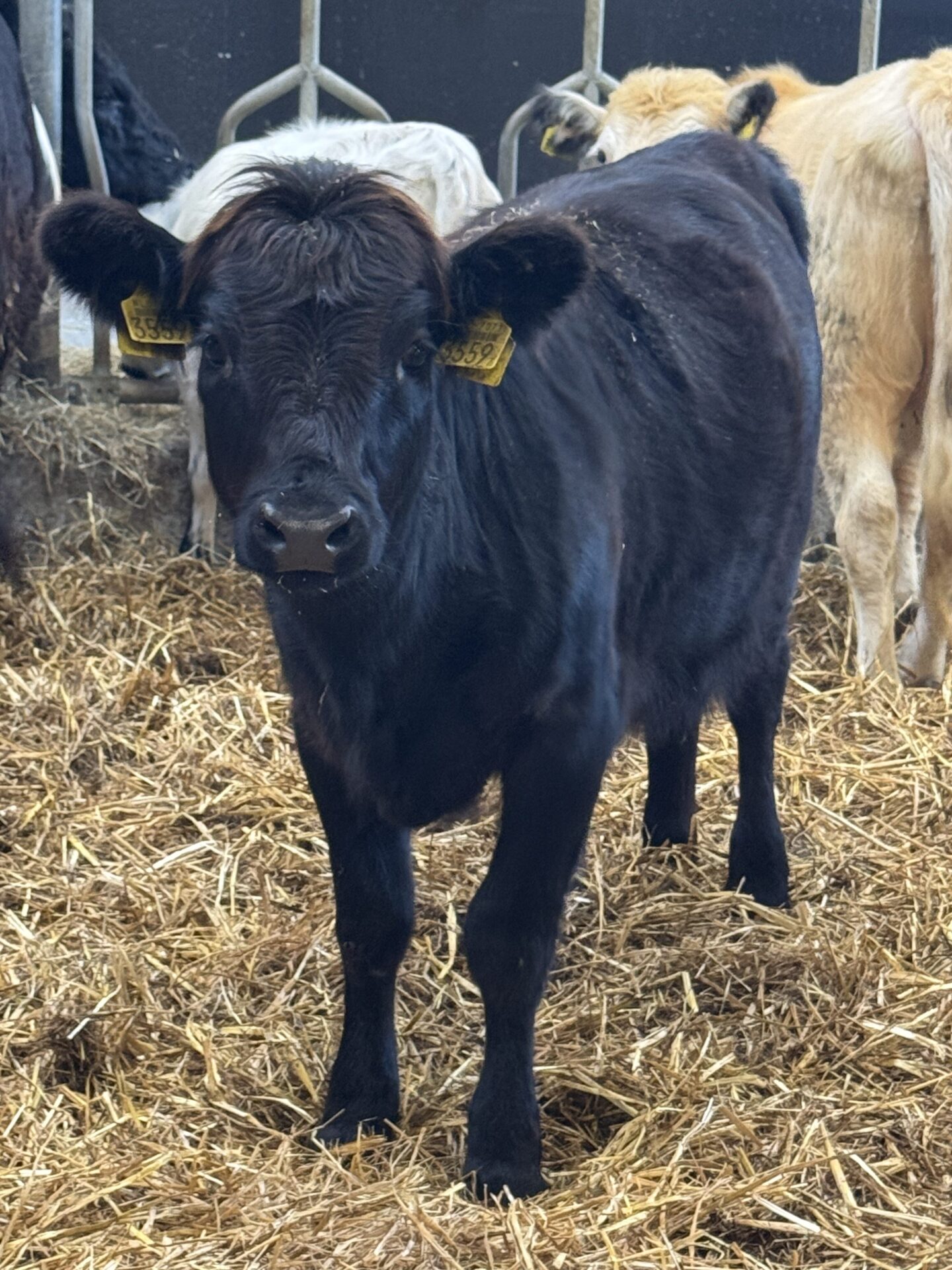 Yara 3559 - Afbeelding 2