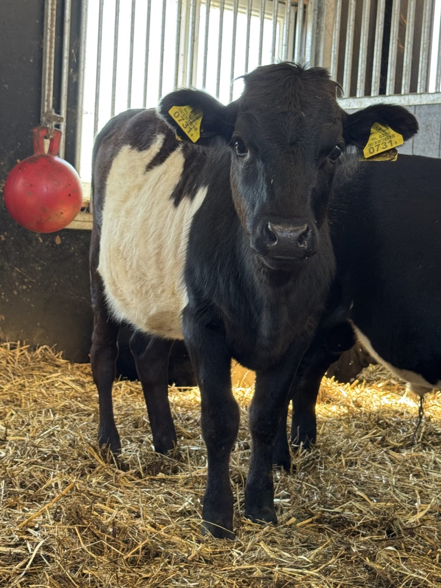Tina 0731 - Afbeelding 2