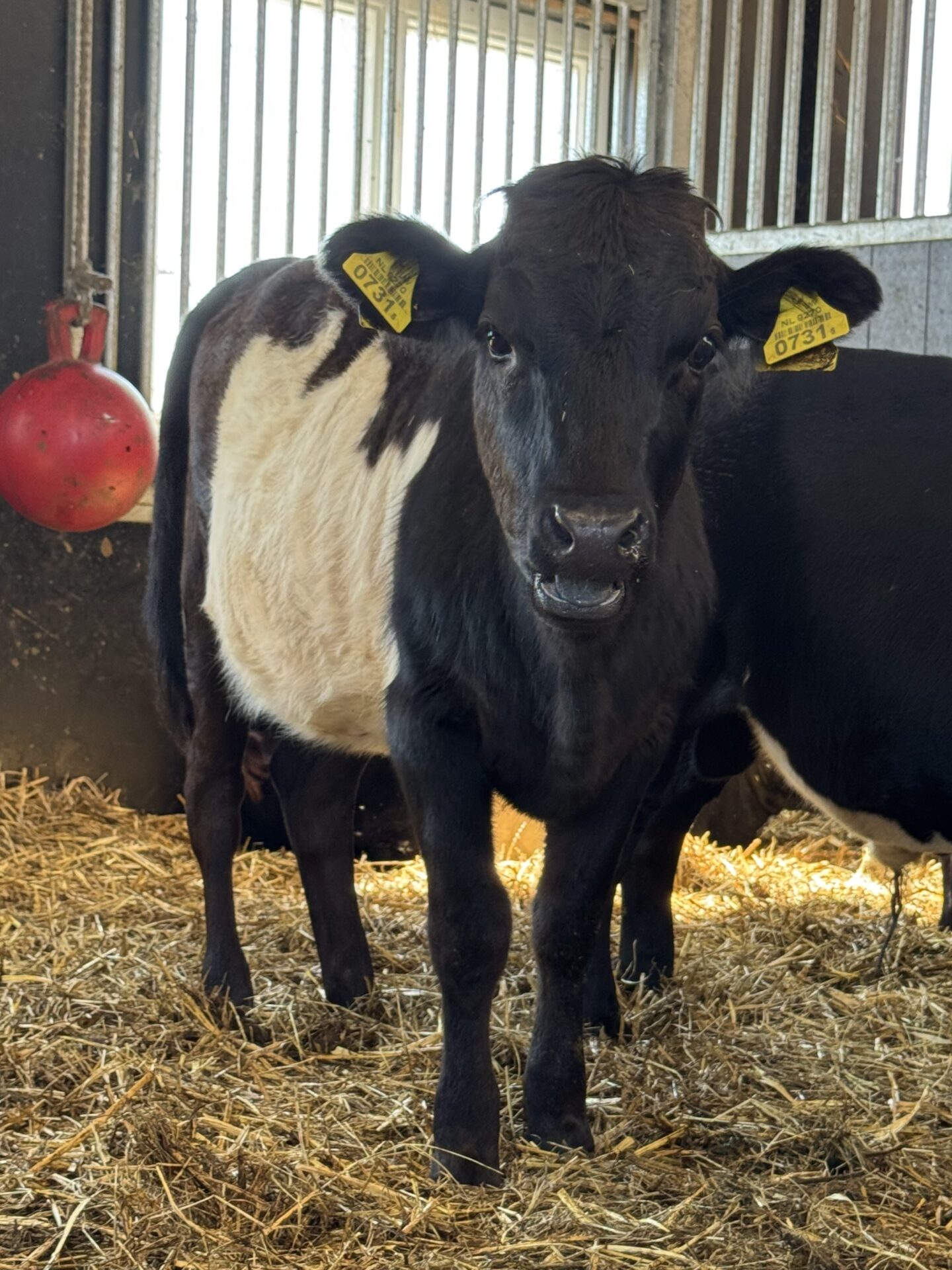 Tina 0731 - Afbeelding 5