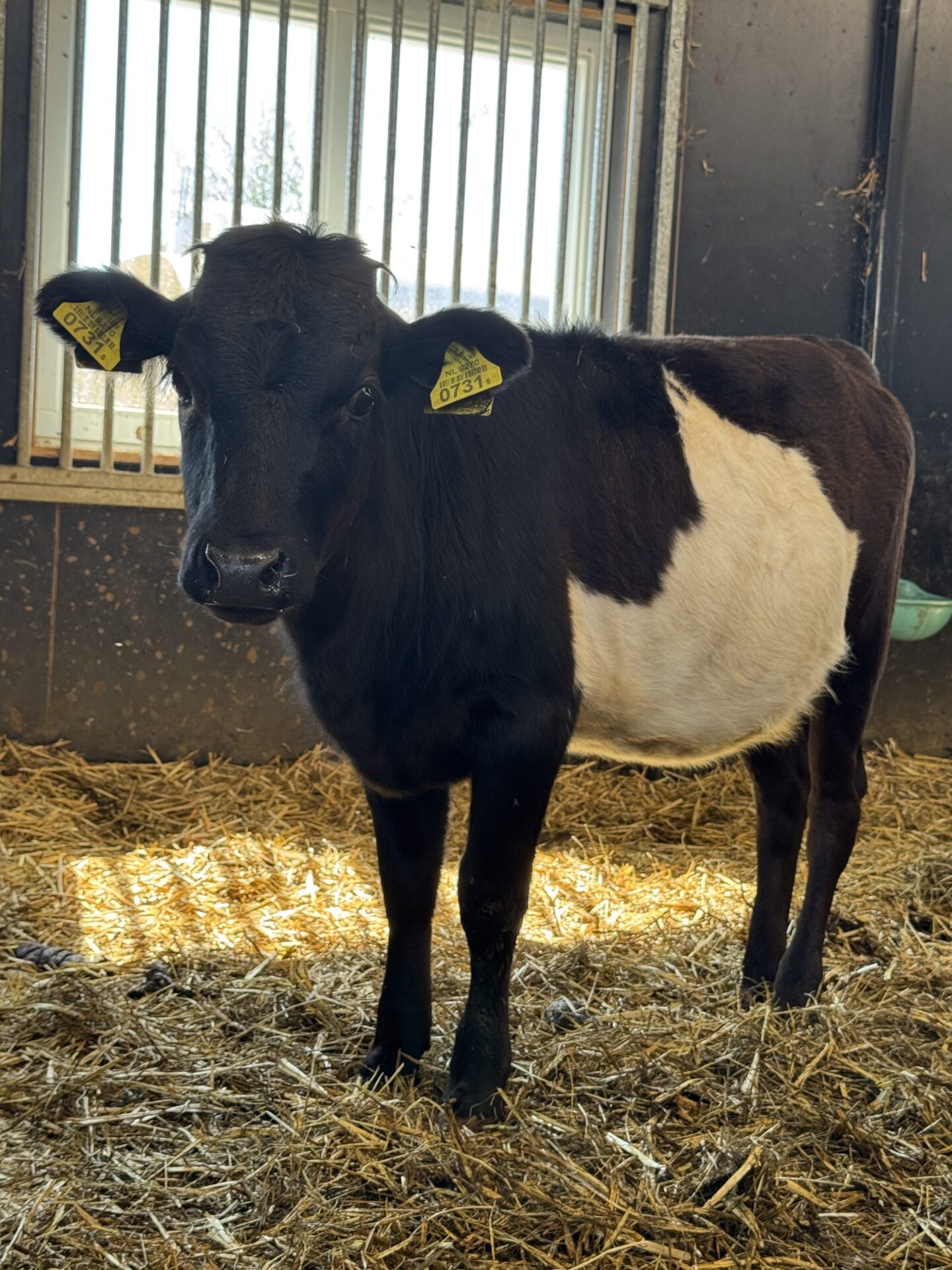 Tina 0731 - Afbeelding 3