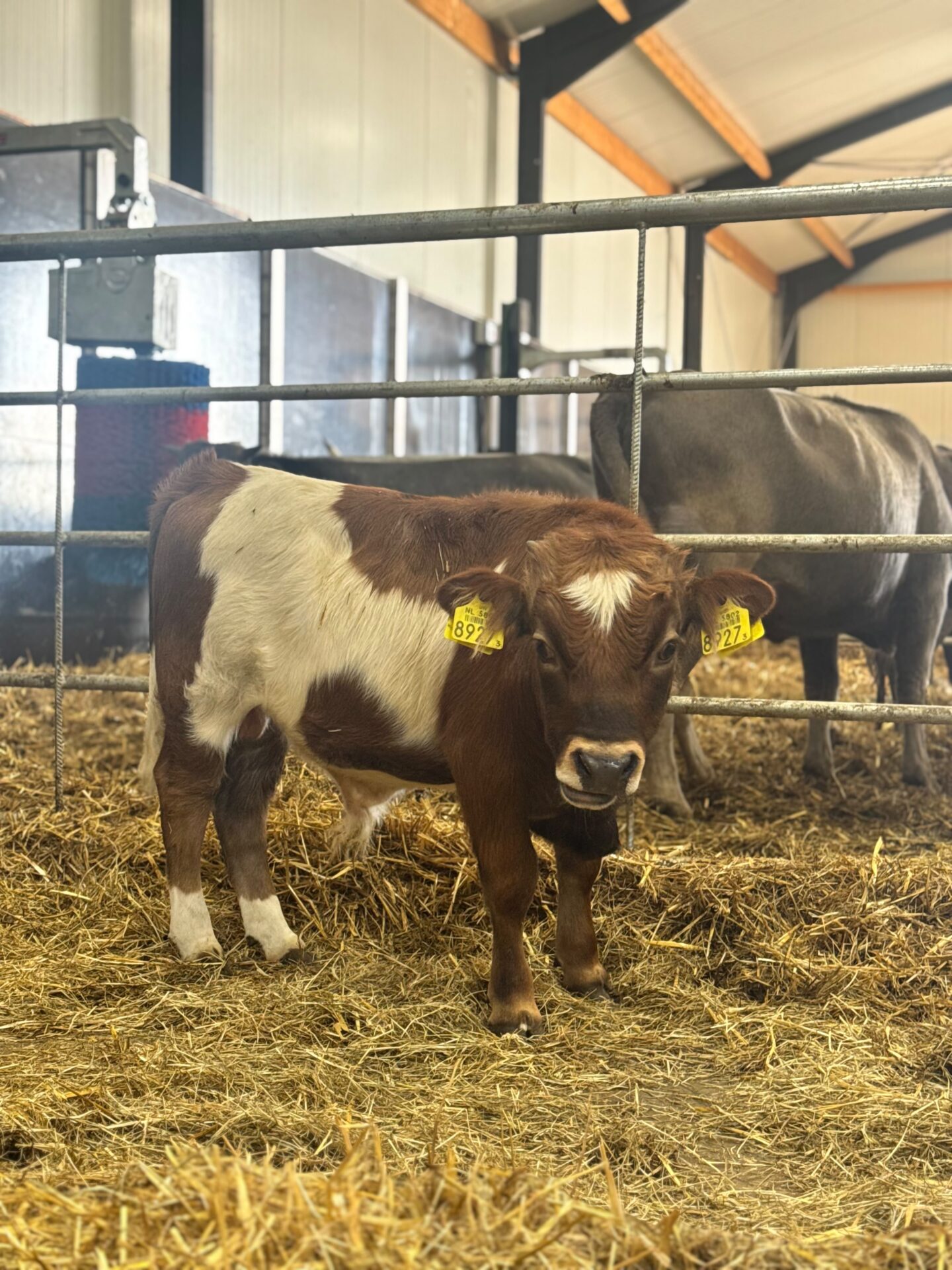 Barend 8927 - Afbeelding 4