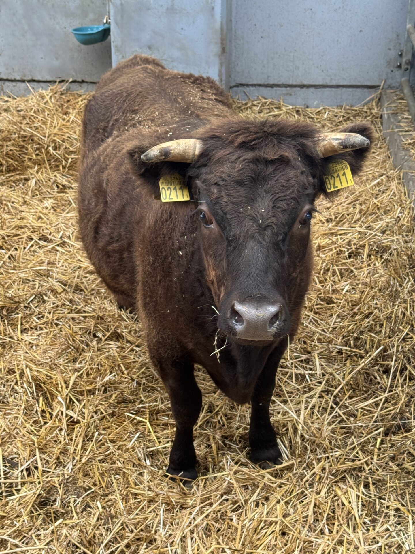 Sanne 0211 - Afbeelding 2