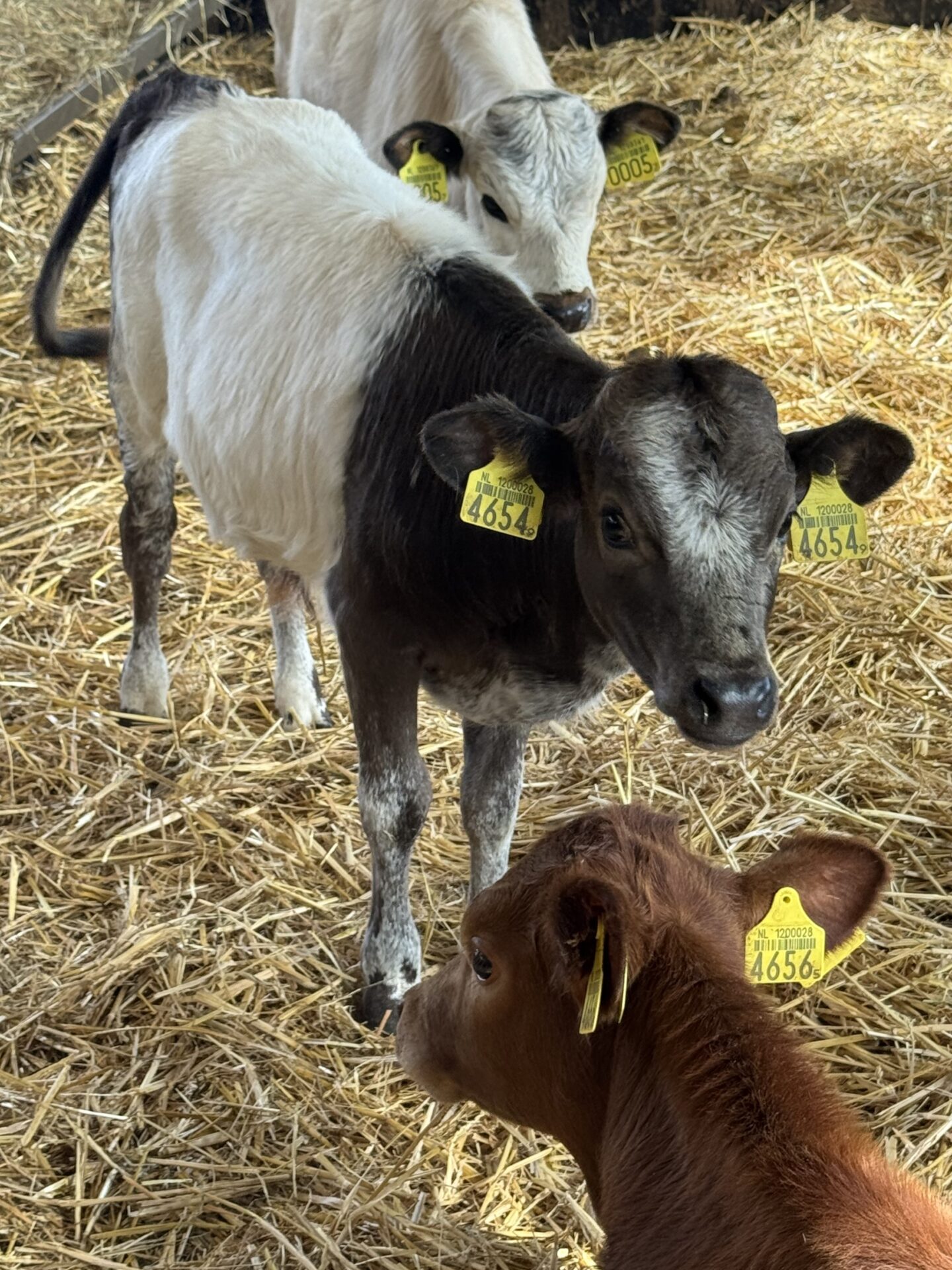 Mees 4654 - Afbeelding 4