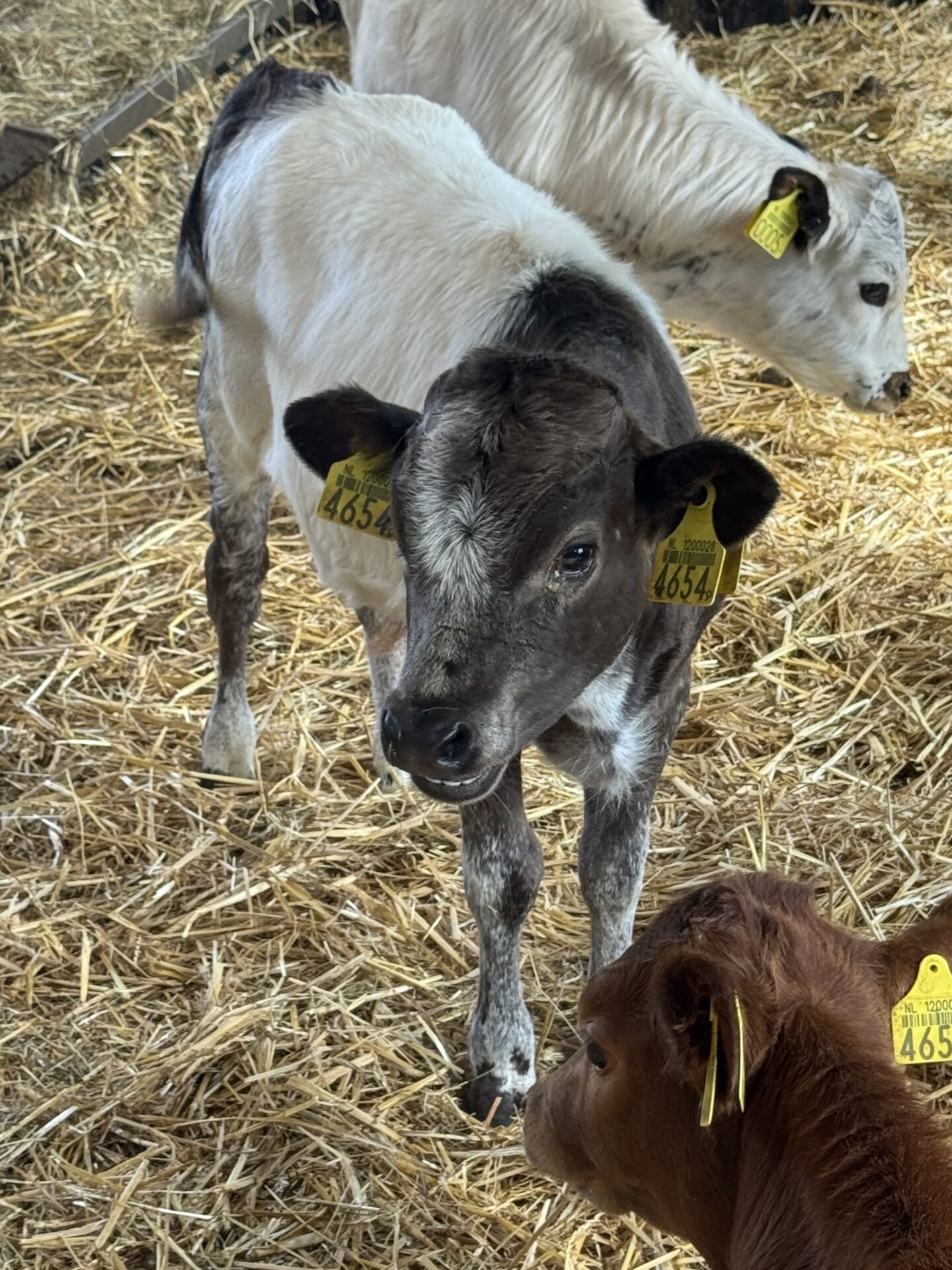 Mees 4654 - Afbeelding 3