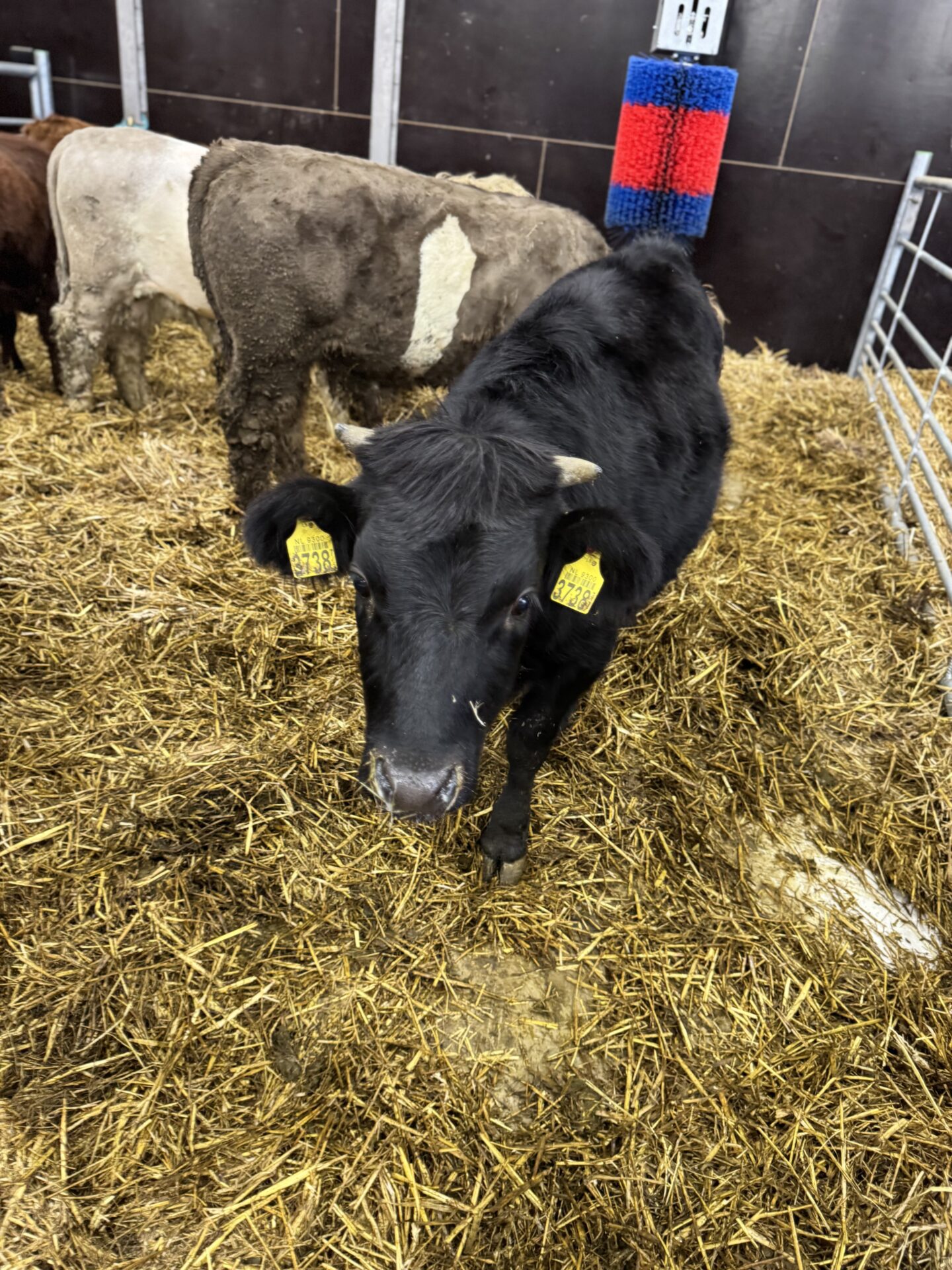 Thalissa 3738 - Afbeelding 4
