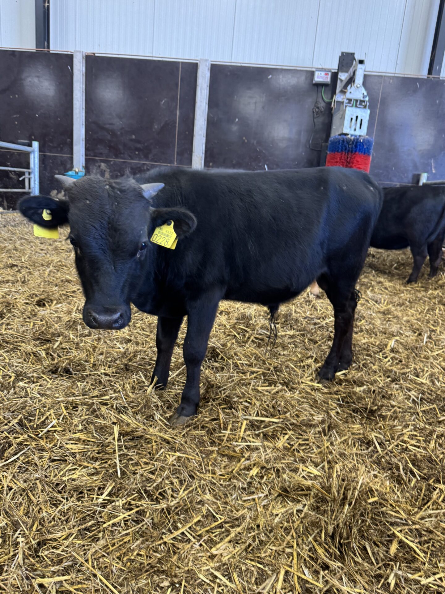 Dores 0228 - Afbeelding 2