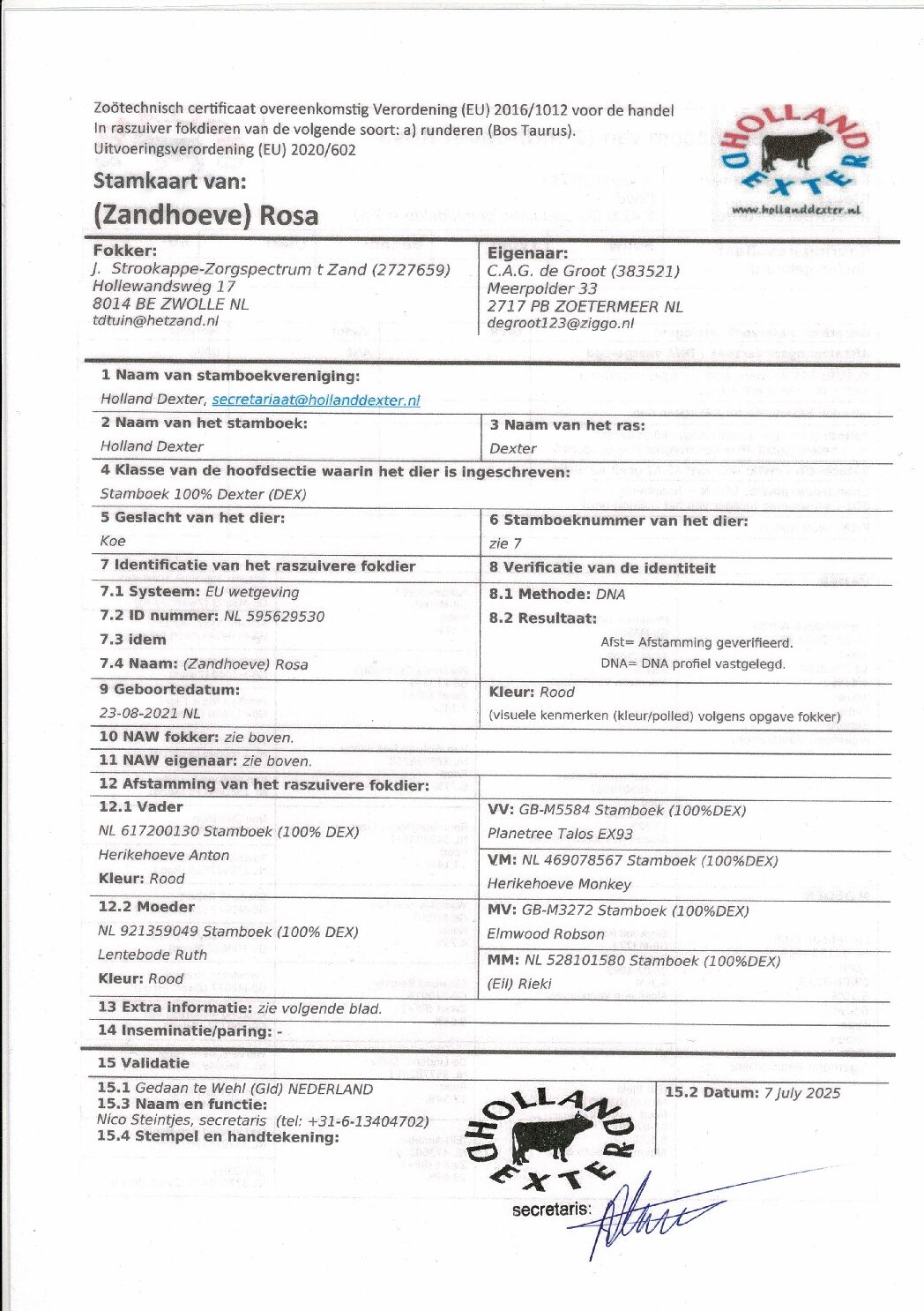 Rosa 2953 - Afbeelding 6