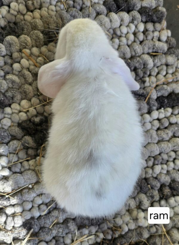 Bennie