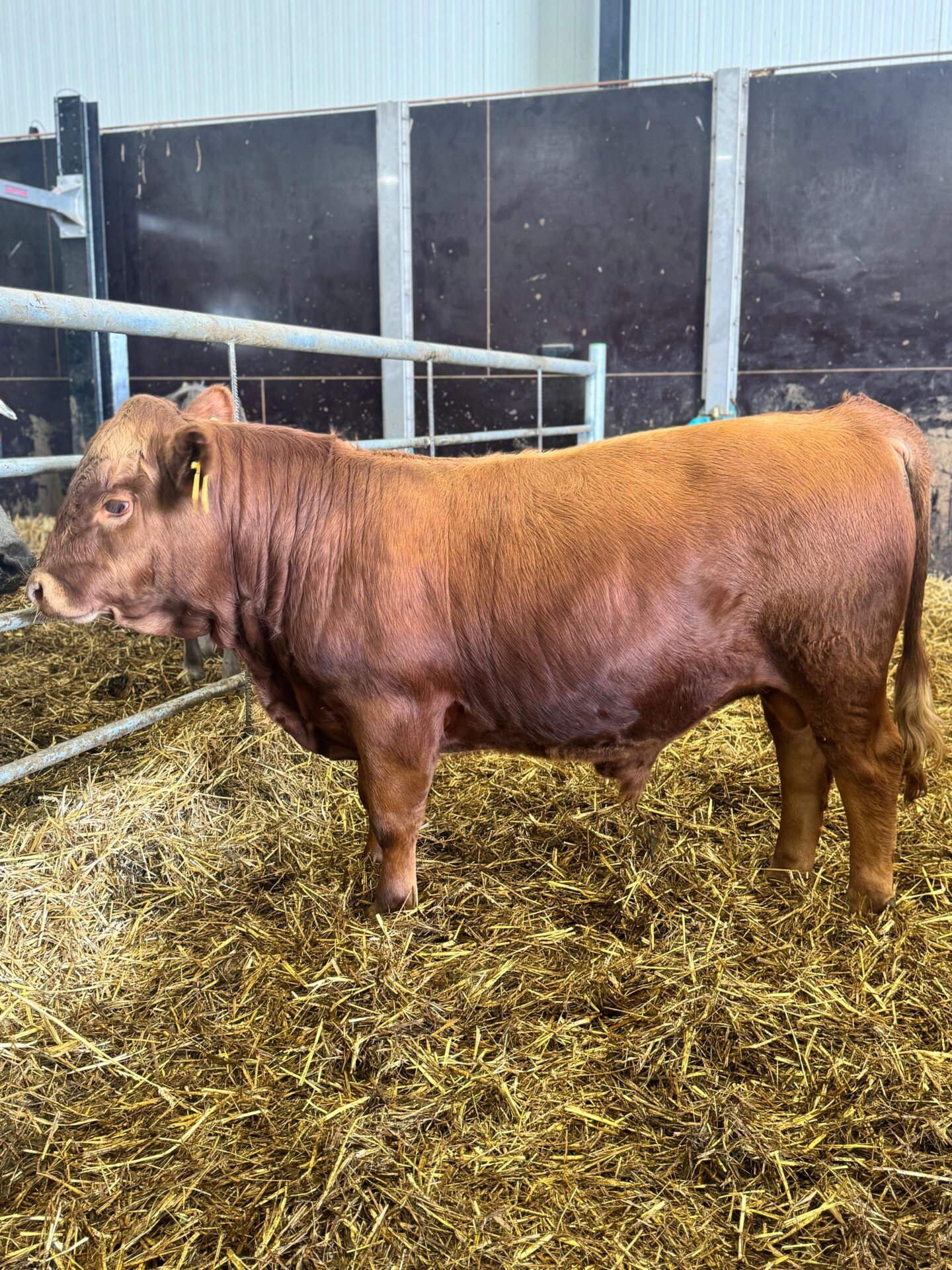 Bodi 5515 - Afbeelding 3